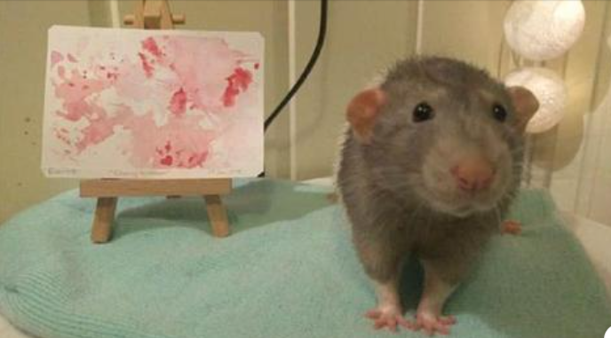 Darius eine echt talentierte Ratte die wunderschöne Bilder mit ihren Füßen malte