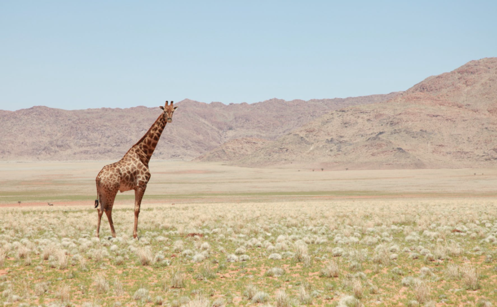 Sie laufen schnell und schlafen maximal zwei Stunden am Tag: Wissenswertes über schöne Giraffen