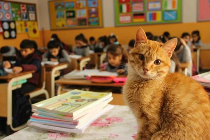 Streunende Rotschopfkatze wandert ins Klassenzimmer und beschließt, Schülerin zu werden