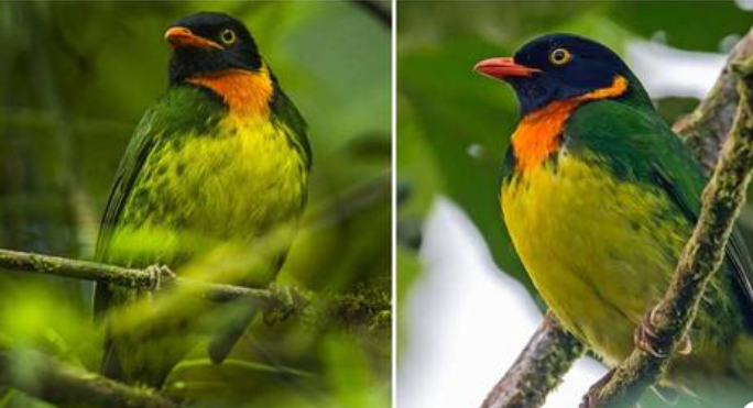 Lernen Sie den Orangenbrust-Fruchtfresser, einen auffälligen Vogel mit charismatischem Gefieder kennen