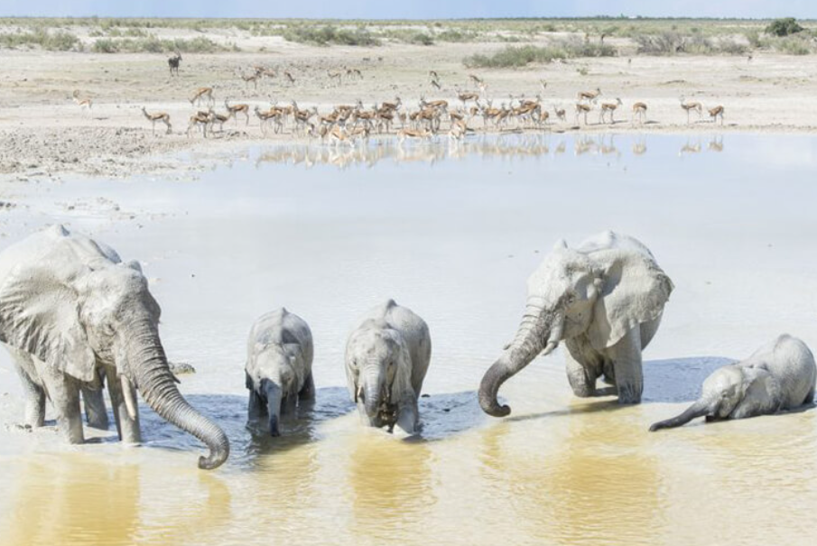 Schlagfertige Elefanten benutzen weißen Schlamm als natürlichen Sonnenschutz in Namibia