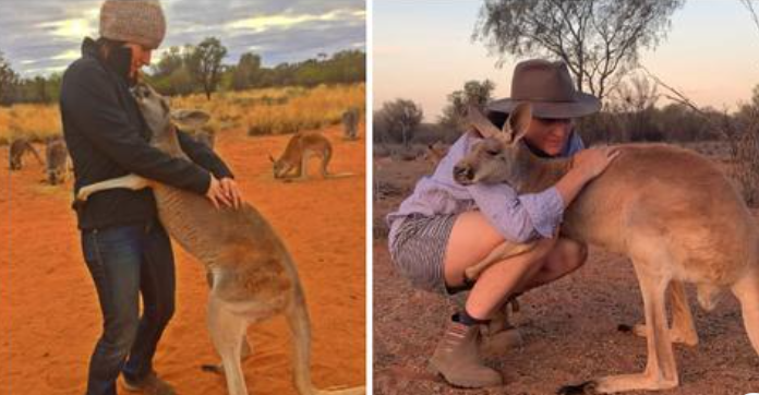 Dieses gerettete Känguru liebt seine Retterin und Betreuerin so sehr, dass es mit ihr den ganzen Tag kuscheln will