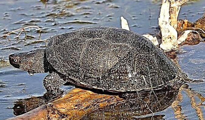 Sumpfschildkröte. Wetland Turtle-Lebensstil und Lebensraum