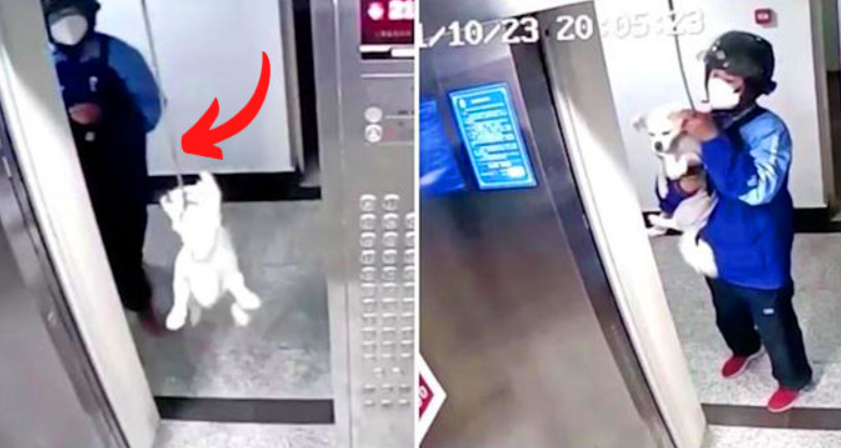 Zusteller rettet Hund, der von Aufzug stranguliert wurde, gerade noch rechtzeitig