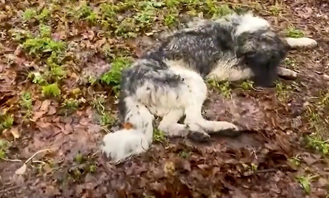 Hund gab alle Hoffnung auf, nachdem er im Wald ausgesetzt wurde