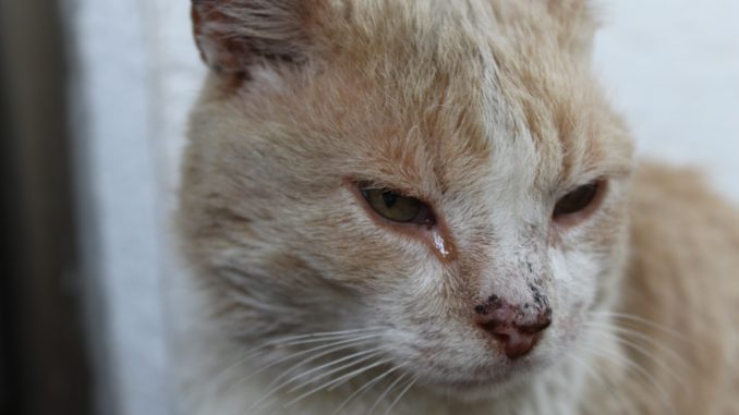 10 Anzeichen für Krebs bei Katzen