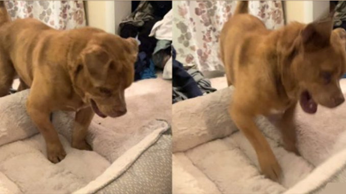 Hund, der 8 Jahre lang angeleint war, kann nicht fassen, dass er sein eigenes Bett bekommt