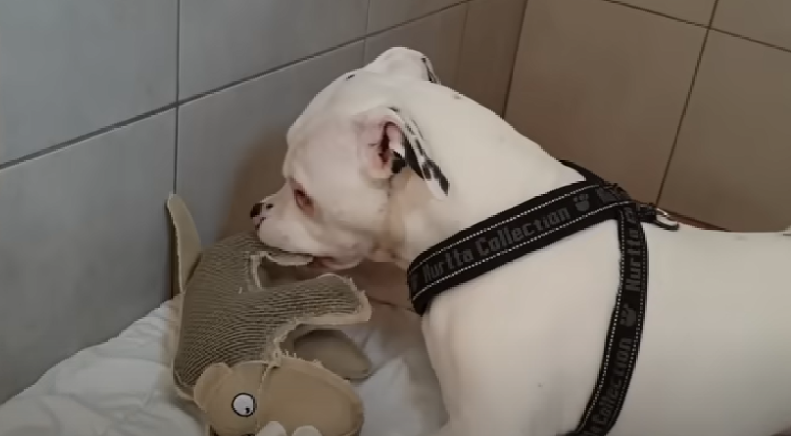 Deaf Rescue Pitbull Loves Life In His New Home