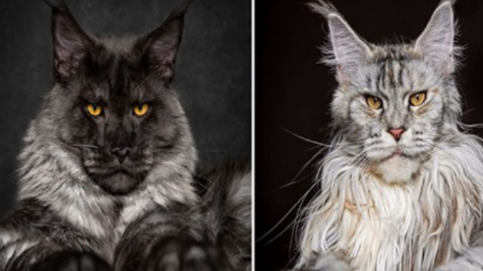 Atemberaubende Bilder von Maine Coon Katzen!