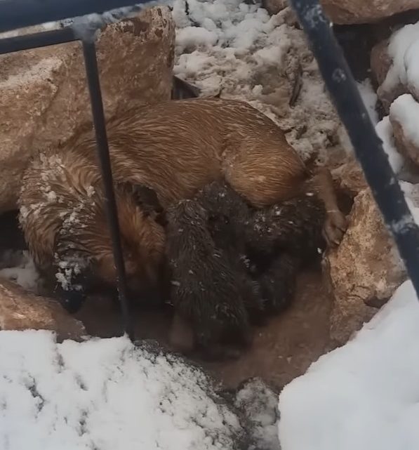 Hund bringt in klirrender Kälte 10 Welpen zur Welt und versucht, sie großzuziehen, bis Hilfe eintrifft