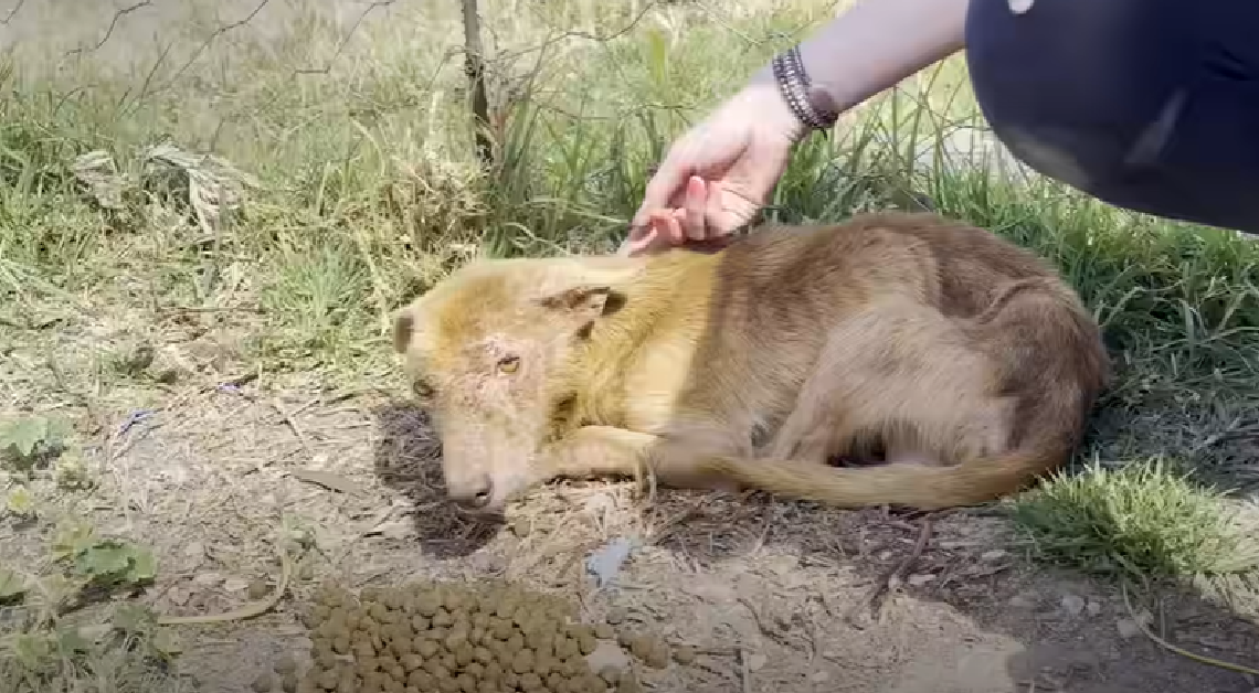 Ängstlicher dreibeiniger Hund lernt vor den Augen seiner Pflegemutter zu lieben und verwandelt sich