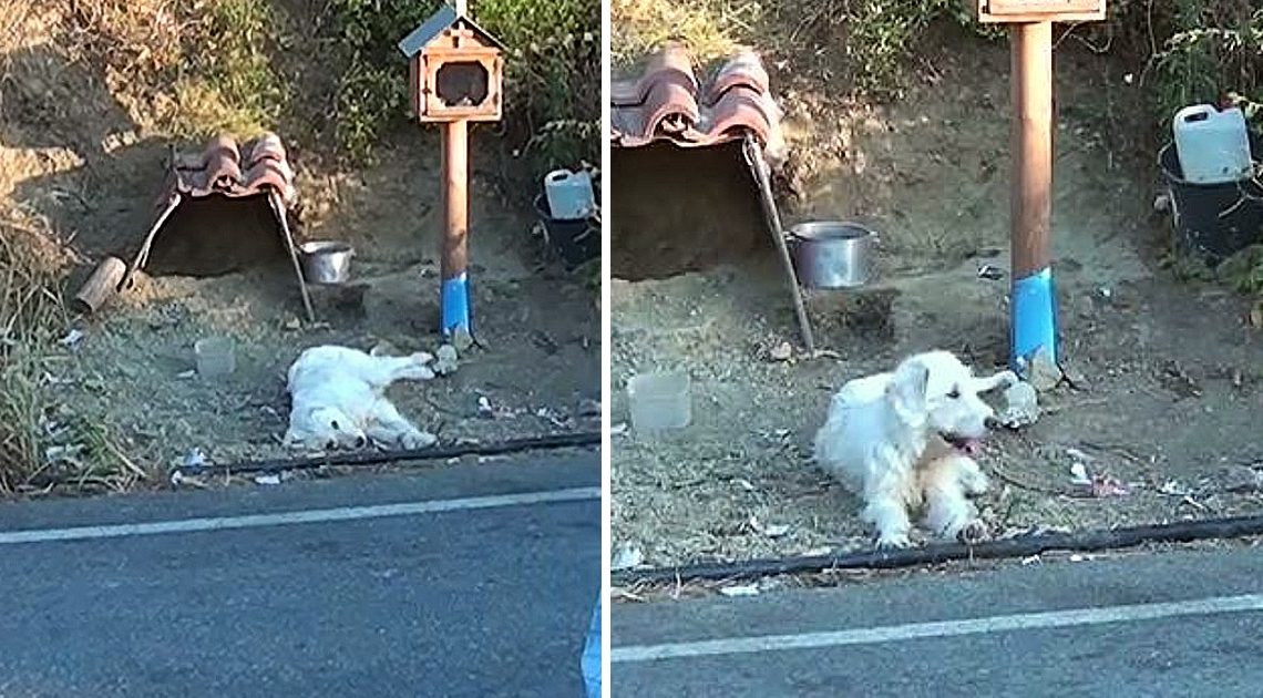 Treuer Hund verlässt nicht den Unfallort seines Besitzers und inspiriert die Gemeinschaft, ihm ein neues Zuhause zu bauen