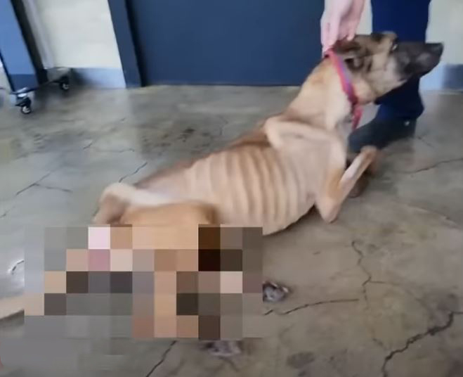 Dieser arme Hund war in einem engen und schmutzigen Käfig eingesperrt, hungrig und veränderte sich auf wundersame Weise, als ihn jemand rettete