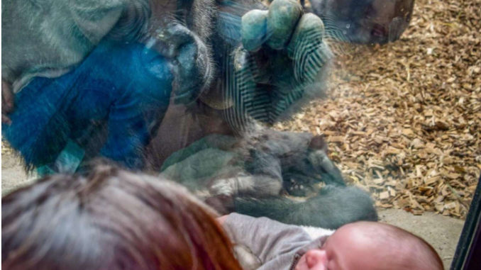 Zoo-Gorilla führt ihr Baby zum Glas, damit Mutter und Neugeborenes es betrachten können!