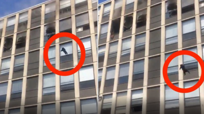 Faszinierendes Filmmaterial: Katze flieht vor Feuer und springt aus dem fünften Stock
