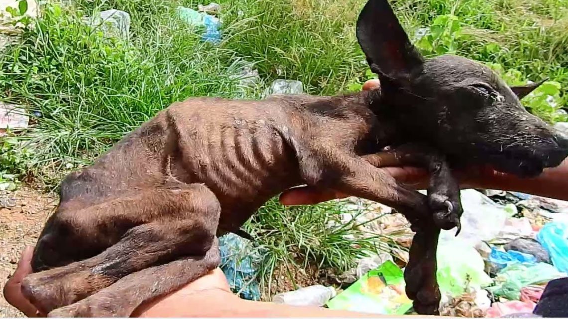 Ein Junge rettet diesen dürren, kranken Hund, der in einen Müllsack geworfen wurde, vor dem Tod