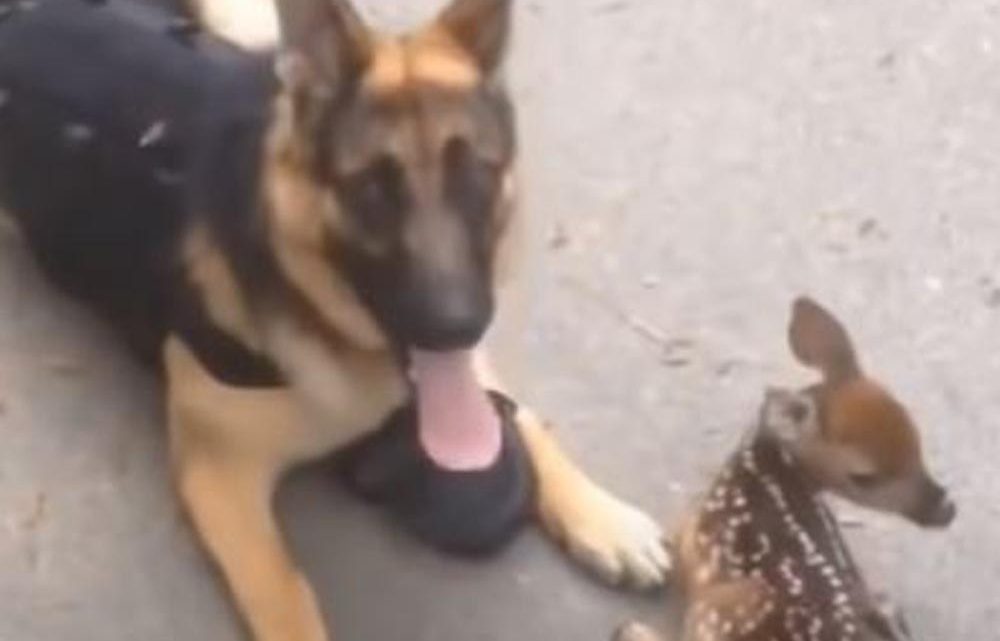 Ein kleines Rehkitz verirrte sich nach Hause und fand in einem liebevollen Deutschen Schäferhund einen Gefährten