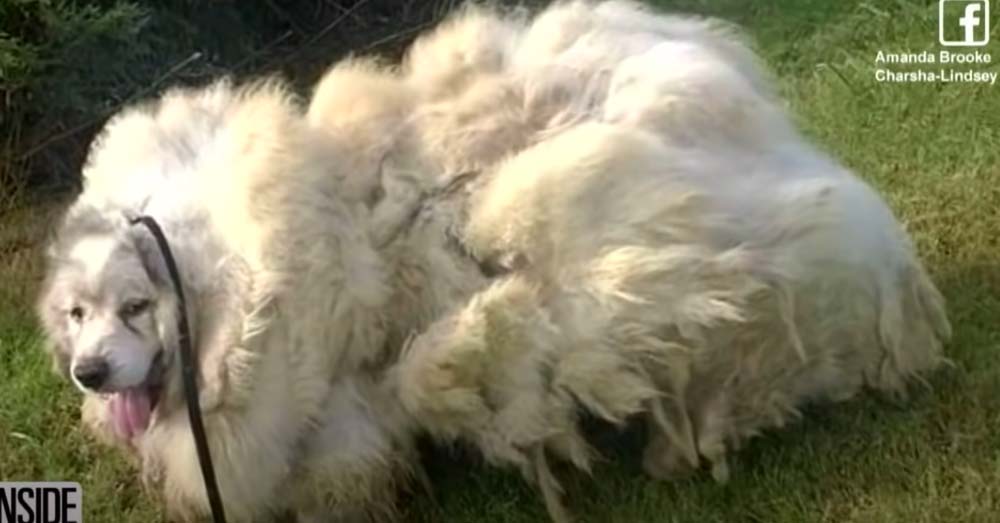 Ein Hund mit 15 Kg Fell wurde neu gestaltet, nachdem Retter ihn in einer Scheune gefunden hatten