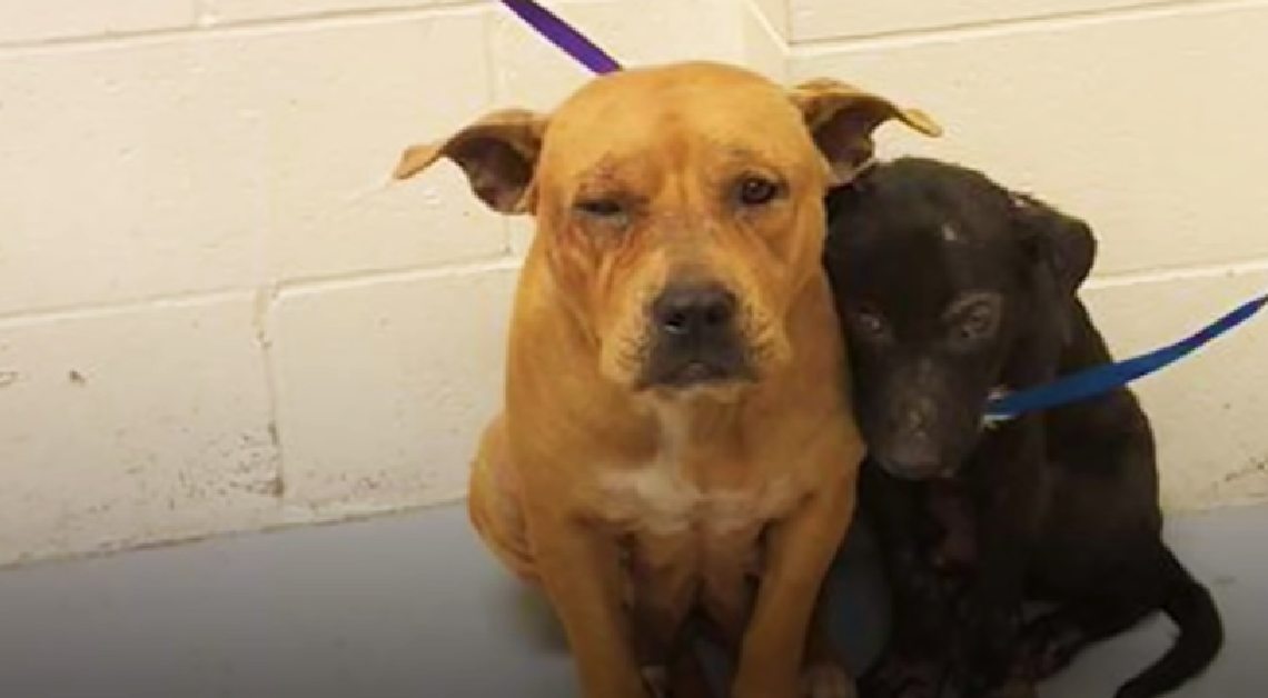 Pitbulls gehen im Tierheim eine enge Bindung ein, um sich gegenseitig zu trösten