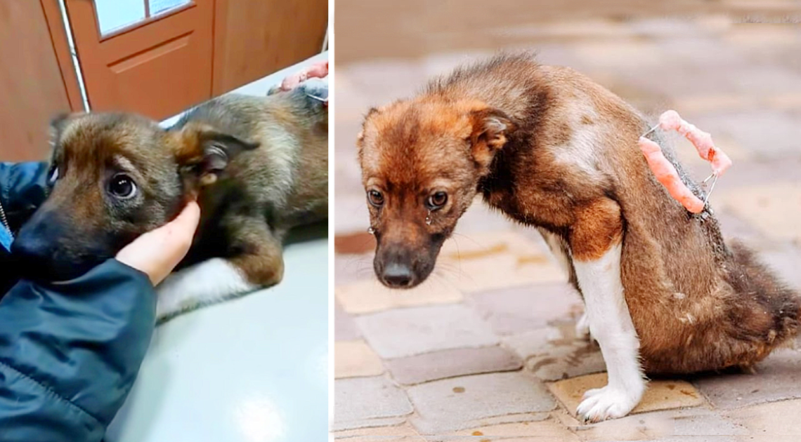 Emotionale Rettung eines Hundes: Tränen fließen frei, als er nach tagelangem regungslosen Liegen auf der Straße gerettet wird
