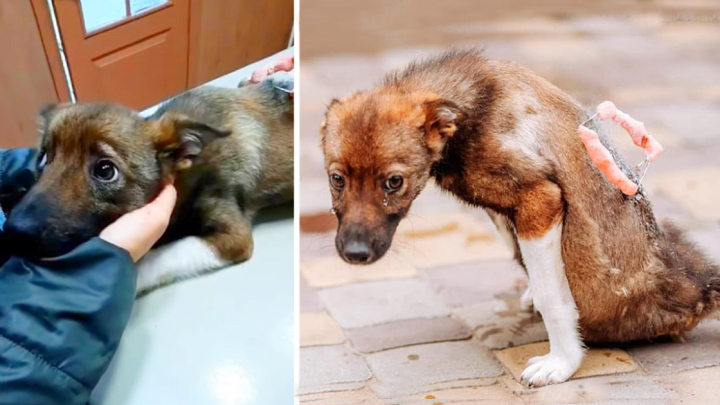 Emotionale Rettung eines Hundes: Tränen fließen frei, als er nach tagelangem regungslosen Liegen auf der Straße gerettet wird