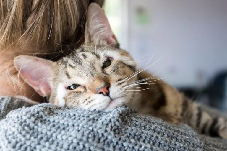 Zwei Kätzchen ohne Augenlider suchen ein für immer Zuhause