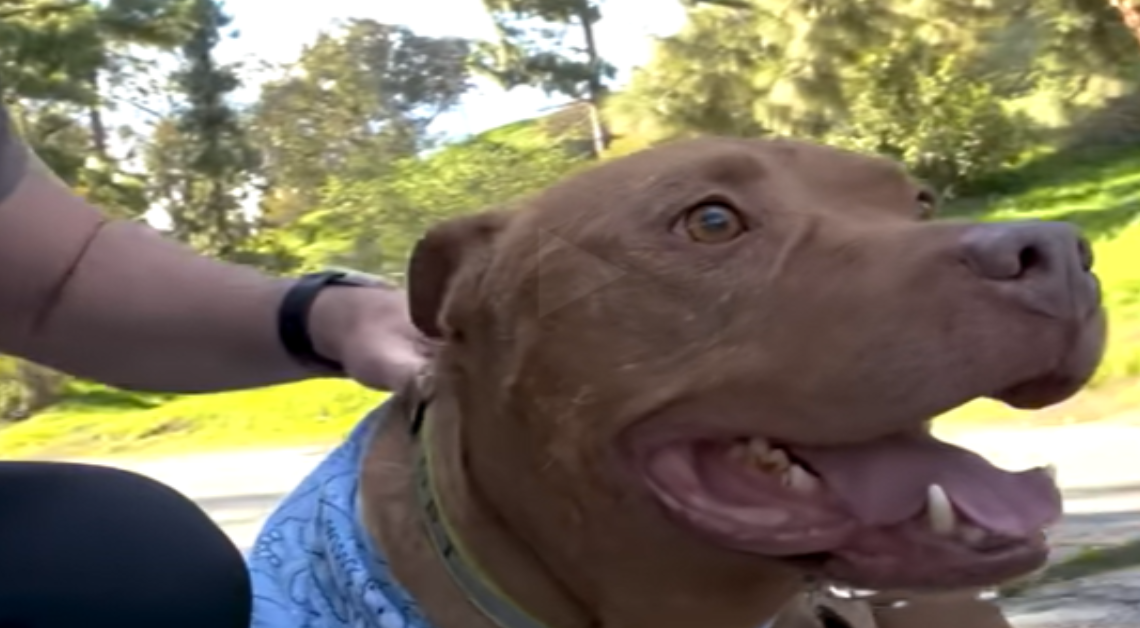 Blinder geretteter Pitbull liebt seine neuen kleinen Hundefreunde
