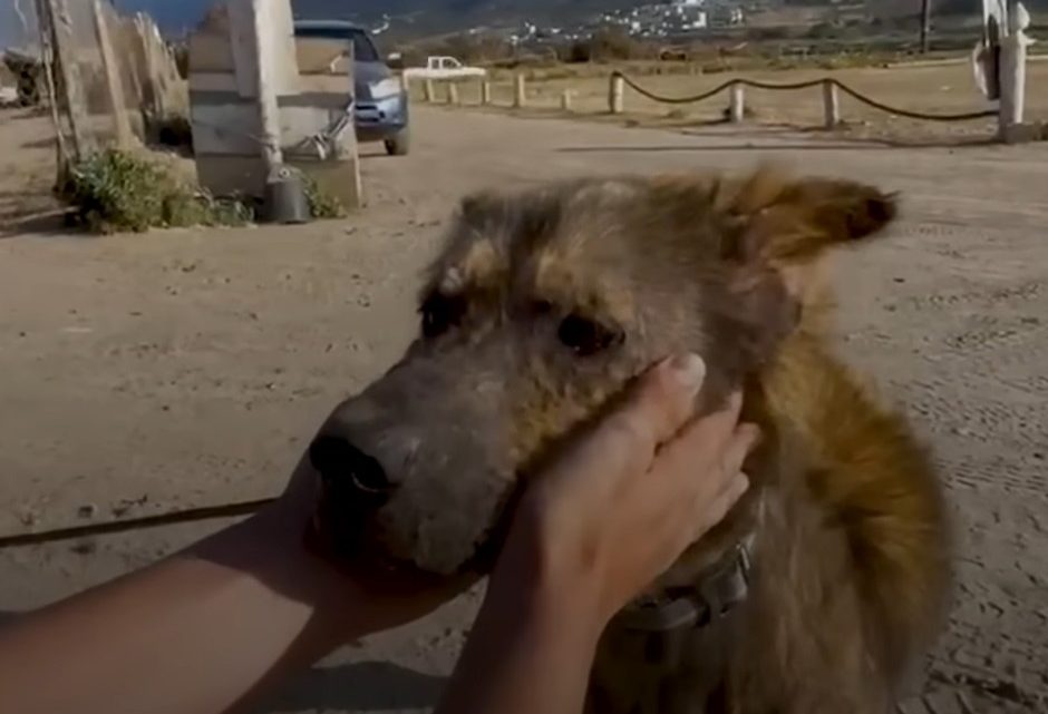 Unglaubliche Verwandlung: Mann rettet hundähnlichen Kojoten und ist von seinem Aussehen nach zwei Jahren überwältigt