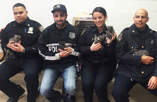 Polizist des NYPD adoptiert Kätzchen, das nach dem Verlassen in einem Koffer gerettet wurde