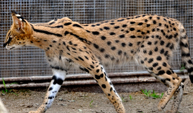 Die Savannah Katze: Alles, was Sie über diese exotischen Haustiere wissen müssen