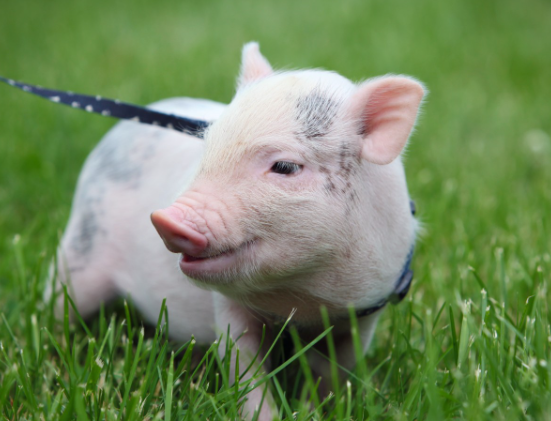 „Sind Schweine im Hinterhof eine gute Idee? Tipps zur Haltung von Hausschweinen“: