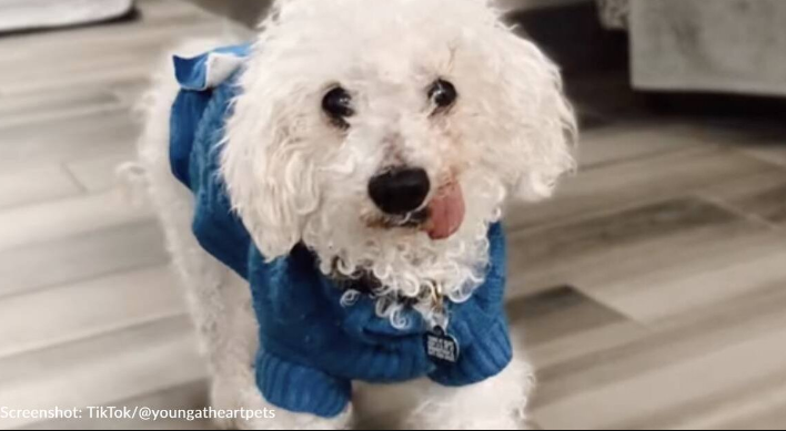 „22-jähriger Hund sucht liebevolles Zuhause nach dem Tod seiner Besitzerin“