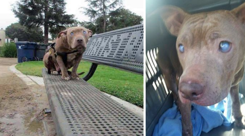 Verlassen und allein: Blinder Pitbull an Parkbank gefesselt und sich selbst überlassen