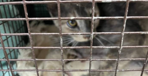 Streunende Katze gebiert zwei frühgeborene Kätzchen in einem Käfig
