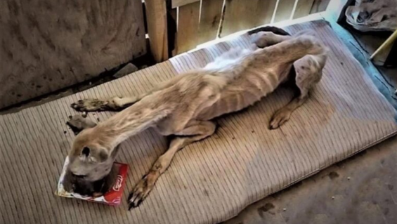 Hungerschmerz treibt Hund nach Rettung aus örtlicher Gemeinschaft zu pausenlosem Fressen
