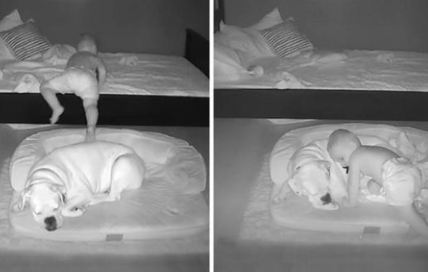 Kleiner Junge wird dabei erwischt, wie er heimlich aus seinem Bett schleicht, um mit seinem geliebten Hund zu schlafen.