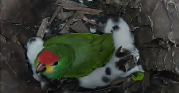 Ein geretteter Papagei übernimmt die Mutterrolle für ausgesetzte Kätzchen