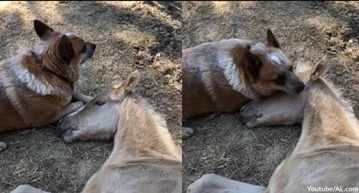 Trauerndes verwaistes Fohlen fand Trost in der Anwesenheit eines fürsorglichen Hundes