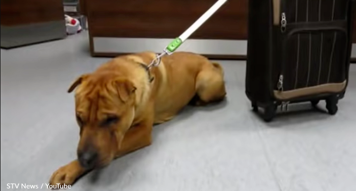 Retter finden einen am Flughafen zurückgelassenen Hund, der an ein Gepäckstück gekettet ist