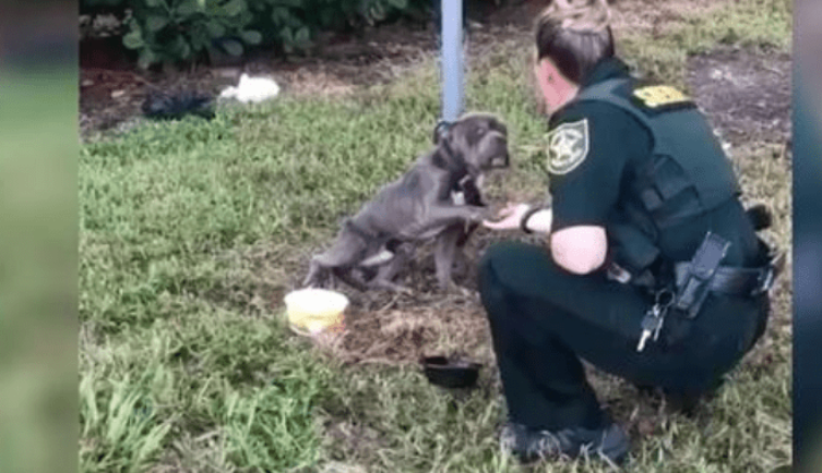 Gefesselt an einem Pfahl, reicht der Hund der Rettung suchenden Polizistin seine Pfote.