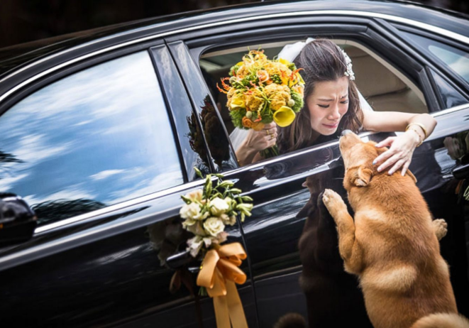 Die letzte Reise: Die unbeugsame Verfolgung des Hundes, die Sehnsucht nach einem letzten Blick auf den geliebten Besitzer, bevor sie das Blumenauto besteigt, um zu ihrem Ehemann nach Hause zurückzukehren.