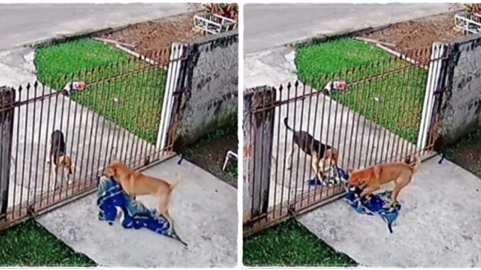 Ein herzerwärmender Anblick: Ein Hund teilt selbstlos seine Decke mit einem streunenden Hund