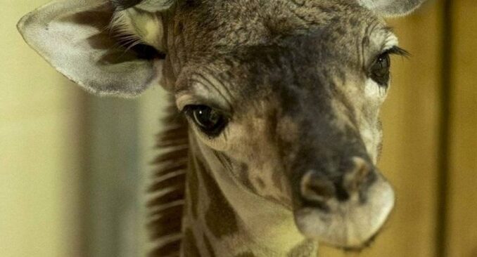 Eine süße neugeborene Giraffe wird bei Disney geboren und trotzt dem Artensterben