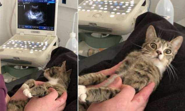 Obdachlose Katze entdeckt ihre Schwangerschaft: Lustige Reaktion der werdenden Mutter!