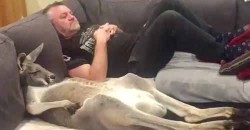 Rufus, das gerettete Känguru, verlangt tägliches Kuscheln auf der Couch mit seinem Vater