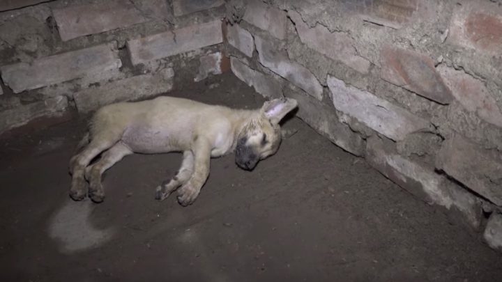 Eine Geschichte der Hoffnung: Die wundersame Rettung und Verwandlung eines armen, ausgesetzten Hundes