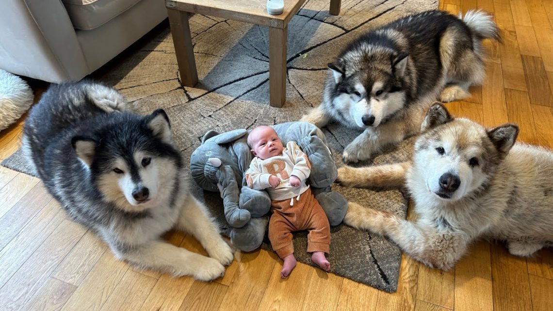 Treffe das sicherste Baby der Welt, das von drei riesigen Hunden beschützt wird