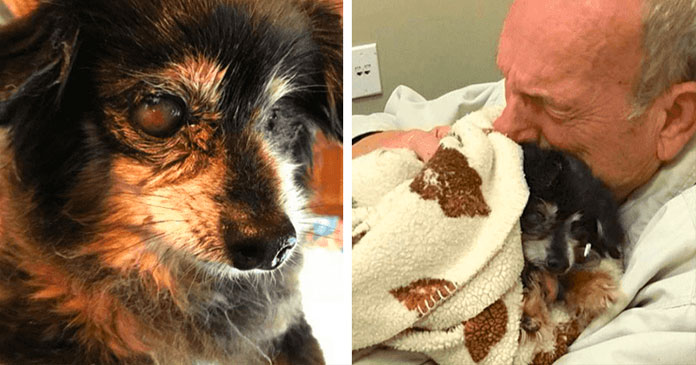 Gebrochenes Herz: Mann verstirbt nach dem Verlust seines geliebten Hundebegleiters von 14 Jahren