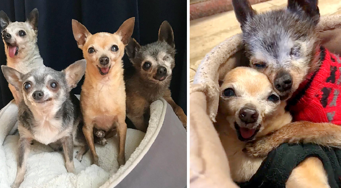 Gerettet aus der Todeszelle: Vier alte und zahnlose Chihuahuas finden gemeinsam ein Zuhause für immer.