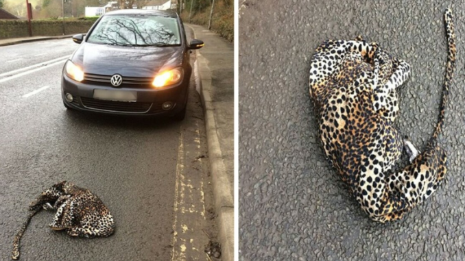 Mann entdeckt Leopard auf der Straße und stoppt sein Auto, um ihm zu helfen